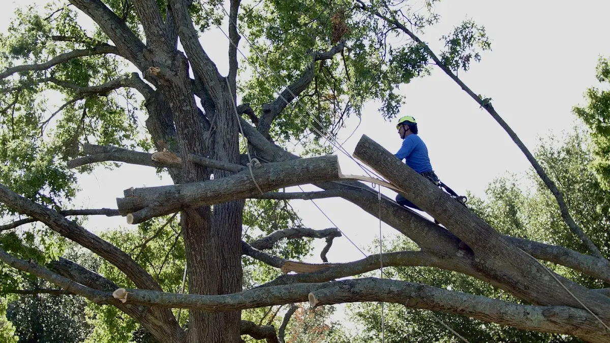 Professional Crown Thinning performed by certified arborists in Cataract