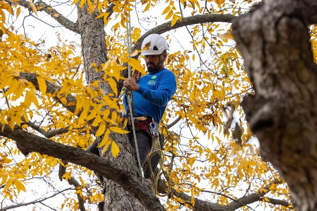 Skilled Storm Damage Cleanup crew working in Cataract