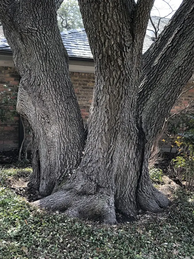 Mature heritage tree close to a Cataract property cared for by certified arborists